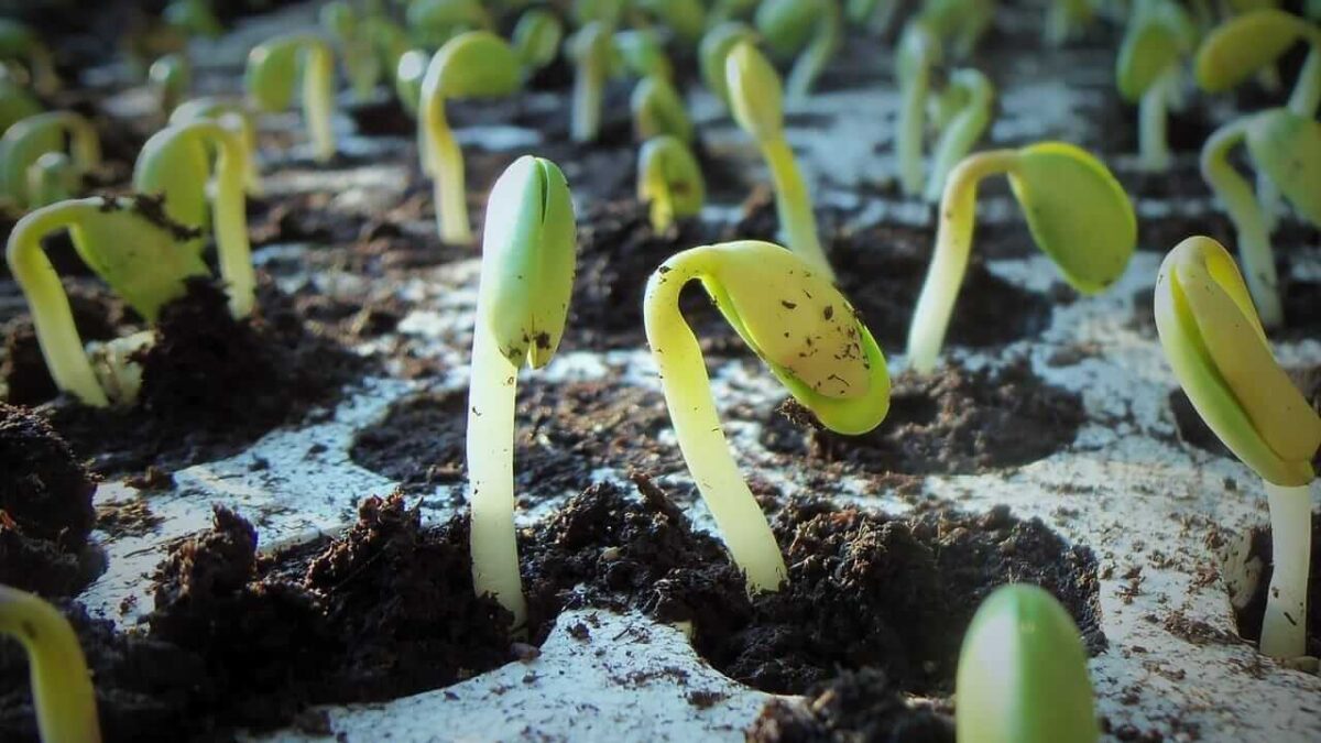 Soybeans Rally Off Early Lows as Traders Eye Monday Trade Announcement