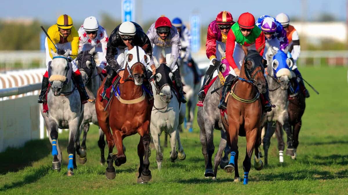horses compete to win race